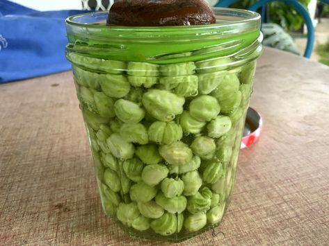 Nasturtium Seed Pod Capers (Lacto-fermented) Fermented Nasturtium, Nasturtium Leaf Recipes, Nasturtium Hot Sauce, Nasturtium Leaf Chips, Nasturtium Pesto Vegan, Making Sauerkraut, Fermented Veggies, Foraged Food, Fermentation Recipes