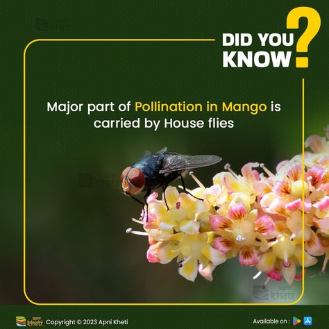 Mango pollination often relies on houseflies, which are attracted to the fruit's sweet scent and aid in transferring pollen between blossoms, fostering fruit development. . .#housefly #pollination #mango #mangoes #fruits #pomology #horticulture #apnikhetii #Apnikhetiapp Food Forest, Sweet Scents, Horticulture, Did You Know, The Fosters, Mango, Forest, Fruit