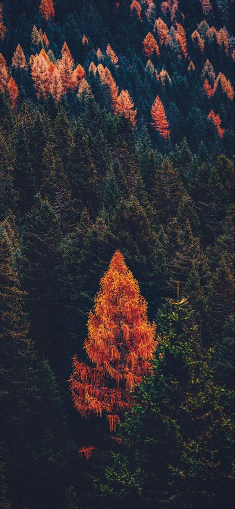 Free Fall Wallpaper, Cute Fall Wallpaper, Iphone Wallpaper Fall, Fall Background, Outdoor Photos, Pine Forest, Fall Pictures, Autumn Forest, Fall Wallpaper