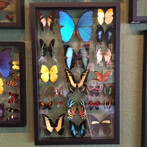 22 Double Glass Butterfly Collection Double Glass Frame, Taxidermy Decor, Framed Butterflies, Butterfly Taxidermy, Megan Hess, Ac New Leaf, Insect Collection, Taxidermy Art, Butterfly Collection