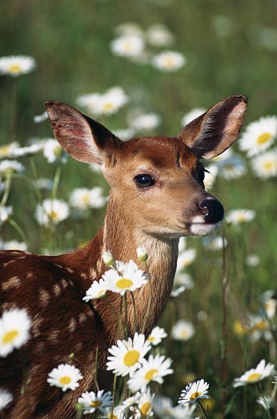 Deer Deterent, Deer Repellant, Deer Fence, Deer Resistant Plants, Pretty Animals, A Deer, Zoo Animals, Forest Animals, Woodland Animals