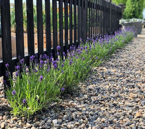 My little hedge of ‘Sweet Romance’ Lavender is doing so well! They had just budded up when we filmed the video on them, and now they’re starting to show some amazing color. 💜 Can’t wait to watch them grow! Lawn Free Landscaping, Wild Gardens, Low Maintenance Landscaping Front Yard, Lavender Hedge, Landscaping Along Fence, Garden Answer, English Garden Design, Lavender Garden, Flower Garden Design