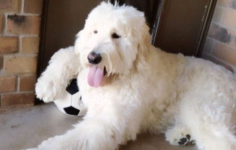 The English Goldendoodle: 5 Things You Didn't Know Teddy Bear Goldendoodle, English Goldendoodle, Goldendoodle Haircuts, Standard Goldendoodle, Smartest Dogs, Smartest Dog Breeds, Australian Labradoodle, Doodle Puppy, Cute Dog Pictures