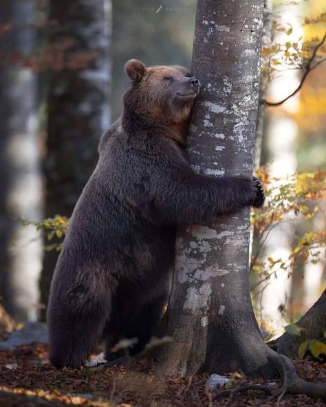 Black Bear Decor, Alaska Wildlife, Bear Spray, Bear Photos, Strange Photos, Bear Pictures, Love Bear, Big Bear, Grizzly Bear