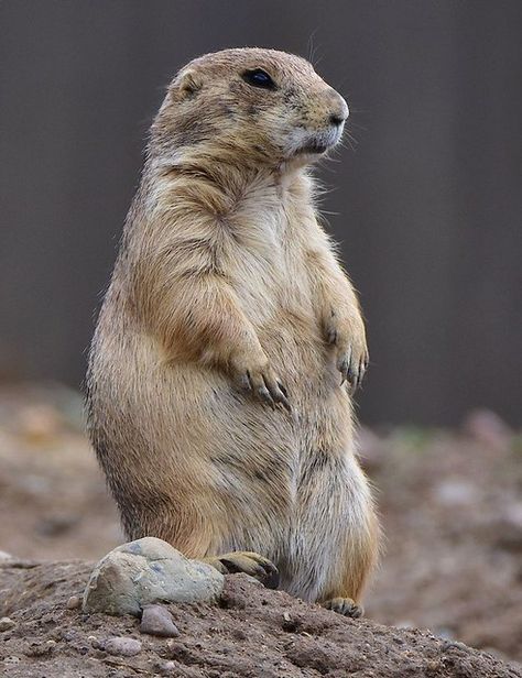 Prairie Dog Drawing, Random Animals, Cute Animal Tattoos, Prairie Dogs, Animal T Shirt, Wallpapers Beautiful, Tattoo Nature, Animals Tattoo, Dog Aesthetic