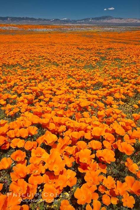 Poppy California, Ca Poppy, Antelope Valley Poppy Reserve, Eschscholzia Californica, Orange Photo, Poppy Photo, Antelope Valley, California Wildflowers, Poppy Fields