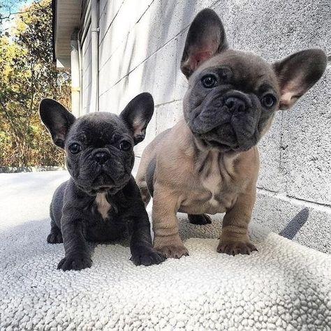 Funny Frenchies, Bulldog Francese, Frenchie Puppy, Cute French Bulldog, French Bulldog Puppy, French Bulldog Puppies, Pit Bulls, Cute Dogs And Puppies, Amazing Animals