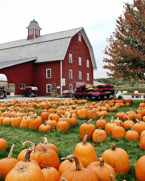 The Great Pumpkin, Country Barns, Living Room Themes, Great Pumpkin, Stone Barns, Country Barn, Country Scenes, Red Barns, A Barn