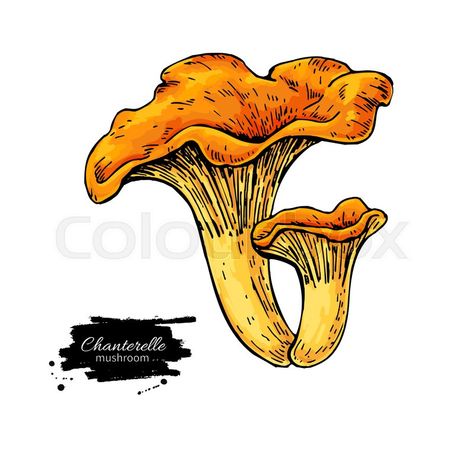 Chanterelle Mushrooms Drawing, Chantrell Mushrooms Drawing, Chanterelle Mushroom Tattoo, Chanterelle Drawing, Chanterelle Tattoo, Side Piece Tattoos, Chanterelle Mushrooms, Botanical Sketchbook, Mushroom Tattoos