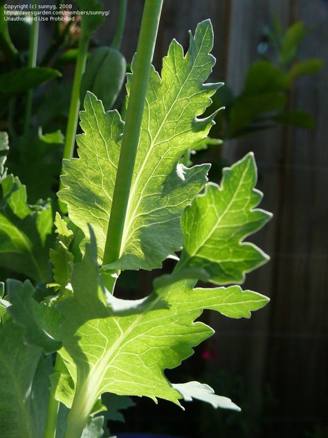 Poppy Leaves, Breadseed Poppy, Poppy Drawing, Garden Flower Beds, Ranunculus Flowers, Leaf Images, Lettuce Leaves, Paper Flower Bouquet, Poppy Flower