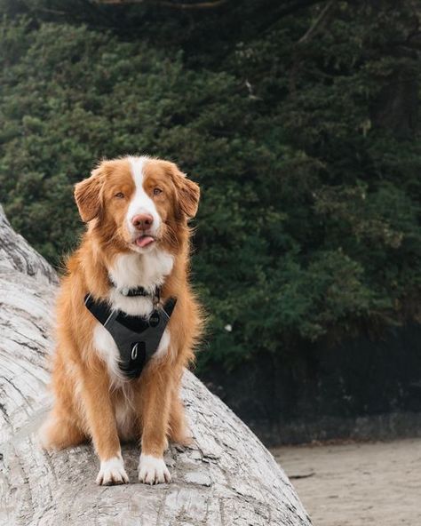 Small Golden Retriever, Duck Retriever, Toller Dog, Nova Scotia Duck Tolling Retriever, I Like Dogs, Cute Dog Photos, Dream Dog, Very Cute Dogs