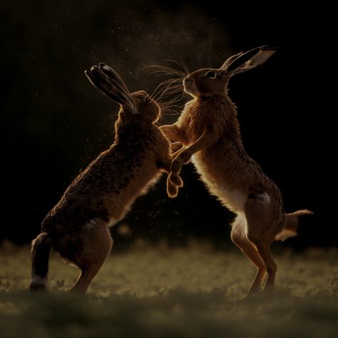 Brown hares Boxing Boxing Skills, Boxing Hares, Owl Print, Animal Behavior, Barn Owl, Wildlife Photography, Amazing Nature, Animal Kingdom, Boxing