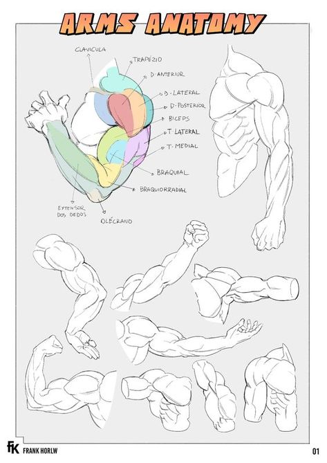 Arms Anatomy, Arm Anatomy, Arm Drawing, Man Anatomy, Drawing Body Poses, Anatomy Tutorial, Human Anatomy Drawing, Body Drawing Tutorial, Hand Drawing Reference