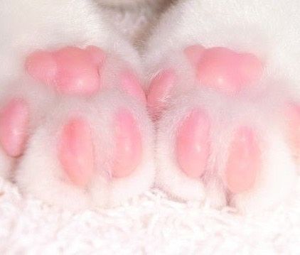 Pink Paws, Söt Katt, White Cats, Cute Kittens, Cat Paws, Sweet Animals, Cats Meow, Pretty Cats, Crazy Cat Lady