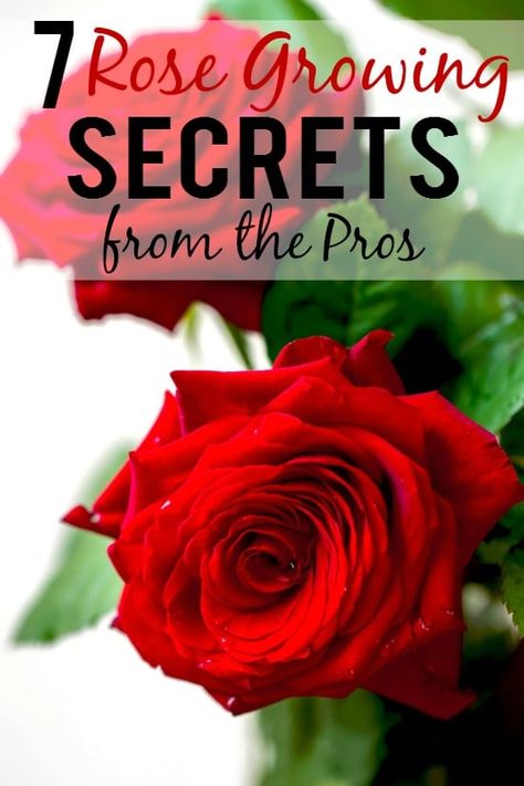 7 Rose Growing Secrets the Pros Use | The Gracious Wife Roses Garden Care, Rose Growing, Rose Garden Landscape, Rose Plant Care, Rose Garden Design, Easy Gardening, Indoor Herb, Herb Gardening, Rose Care