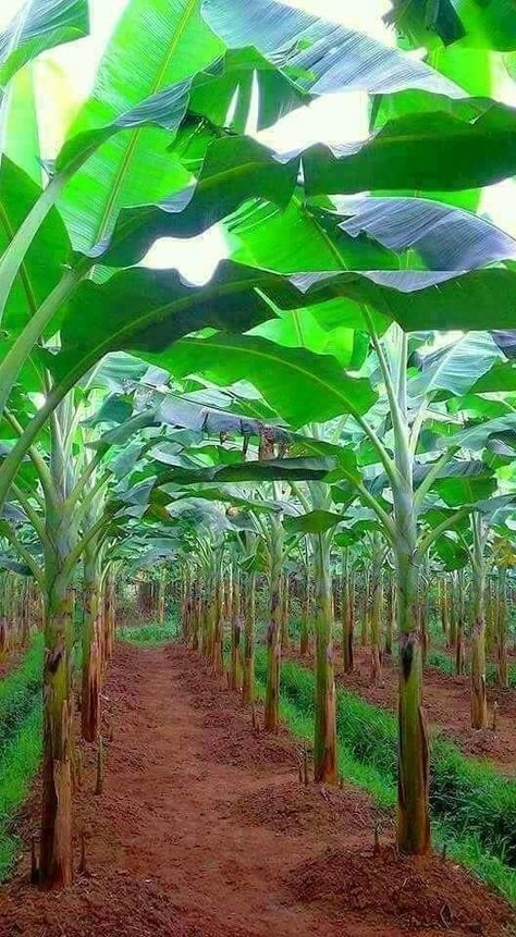 Garden Watering System, Tropical Garden Design, Backyard Garden Layout, Farm Layout, Vegetable Garden Planning, Market Garden, Banana Tree, Veg Garden, Farm Design