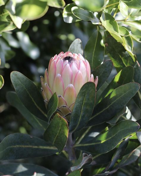 PROTEAFLORA | Protea Susara: A compact beauty with stunning winter blooms. Ideal for low maintenance home gardens. . . . . #proteasusara #gardengoals… | Instagram Winter Blooms, Waterwise Garden, Home Gardens, Protea Flower, Water Wise, Winter Flowers, Retaining Wall, Low Maintenance, Home And Garden