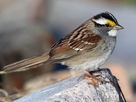 Photos and Videos for White-throated Sparrow, All About Birds, Cornell Lab of Ornithology Sparrow Nest, Sparrow Bird, House Sparrow, Winter Bird, Sparrows, Backyard Birds, Song Bird, Top Photo, Winter Is Coming