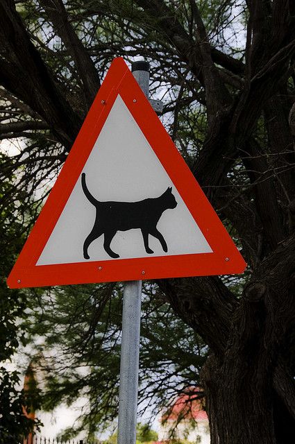 CAT CROSSING  (My favorite road sign ever... and it is in South Africa! Yay!! :~))) Cat Crossing Sign, Animal Crossing Cats, Funny Road Signs, Cat Sign, Crossing Sign, Cat Stands, Cats For Sale, Urban Nature, Road Sign