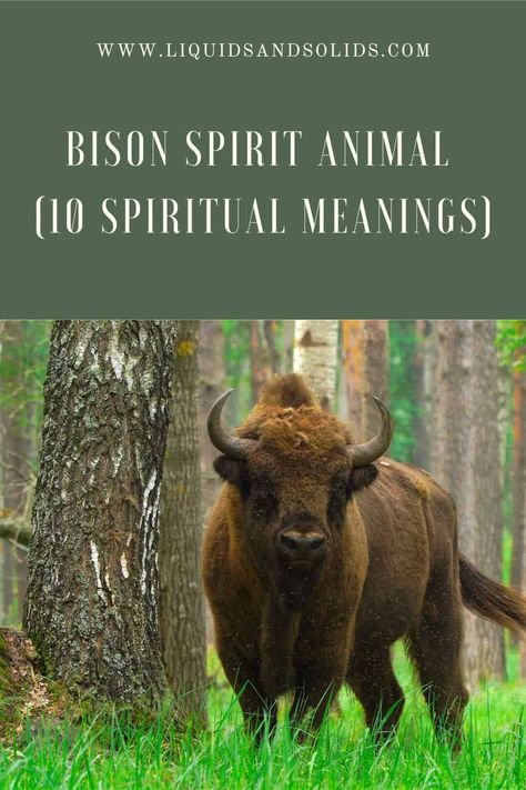 Bison Spirit Animal (10 Spiritual Meanings) Bison Spirit Animal, Spirit Animal Meaning, Buffalo Animal, Animal Meanings, Giant Animals, Spiritual Animal, Animal Spirit Guides, Your Spirit Animal, Living Off The Land