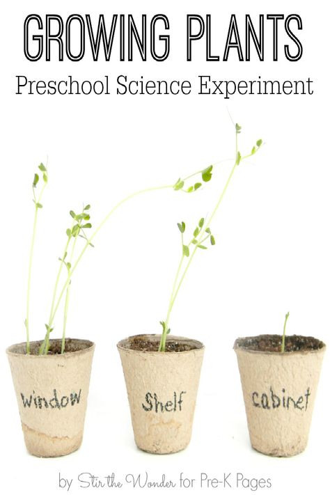 Science for Kids: Growing Plants Experiment. Your Preschool and Kindergarten kids will love growing plants at home or in the classroom with this fun science experiment! What do plants need to grow? Experiment and find out! - Pre-K Pages Plants Experiment, Plants Science Experiments, Vetenskapliga Experiment, Plant Experiments, Plants Kindergarten, Planting For Kids, Plants Unit, Plant Activities, Time Meaning