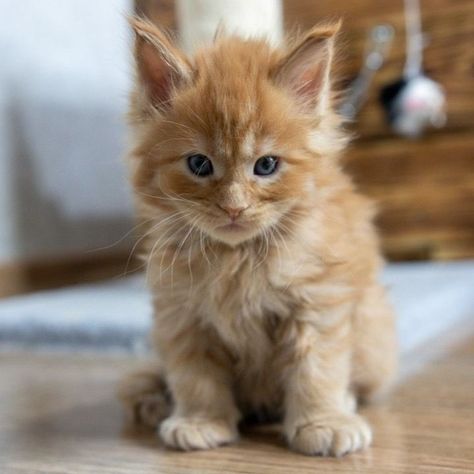 MaineCoon kitten for adoption Maine Coone Kitten, Mainecoon Kitten, Bengal Kittens For Sale, Scottish Fold Kittens, Bengal Kitten, Kitten For Sale, Ragdoll Kitten, Kitten Care, Adorable Kitten