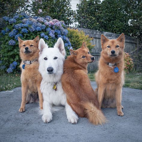 ‘We All Have This Friend’: Puppy Keeps Hilariously “Ruining” Group Photos, Goes Viral (15 Pics) Spitz Puppy, Anime Diys, Soccer Workouts, Pet Fox, Pretty Animals, White Dogs, Group Photos, Anime Life, Shiba Inu