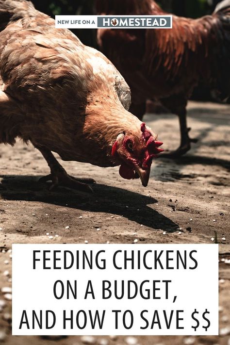 Feeding chickens on a budget should not mean a quality decrease in their feed. Here's how to feed them on the cheap. #chickens #livestock Raising Canes Chicken, Homemade Chicken Coop, Chicken Feed Recipe, Petting Animals, Fermenting Chicken Feed, Snacks For Chickens, Farming Aesthetic, Chickens Breeds, Aesthetic Chicken