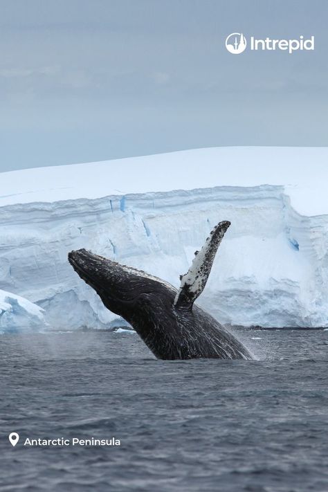 Antarctica Cruise, Antarctica Travel, Drake Passage, Blue Whales, Visit Egypt, Underwater Creatures, Beautiful Locations Nature, 4k Wallpaper, Humpback Whale