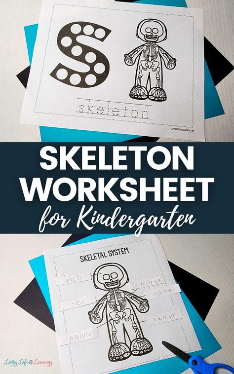 Human Skeleton For Kids, Skeleton Hiccups, Skeleton Worksheet, Skeleton For Kids, Skeletal System Activities, Homeschool Science Lessons, Types Of Bones, Body Science, Worksheet For Kindergarten