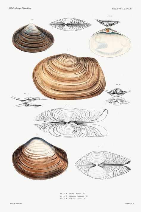 Clam Sketch, Shell Architecture, Organic Architecture Concept, Shell Furniture, Shell Illustration, Biomimicry Architecture, Form Architecture, Shell Structure, Clam Shells