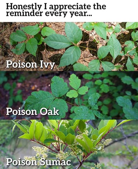 File this away somewhere handy… | poison ivy, poison oak, poison sumac Poison Oak Remedies, Poison Oak Plant, Poison Ivy Plants, Poison Sumac, Poison Oak, Tree Id, Ivy Plants, Poison Ivy, Useful Life Hacks