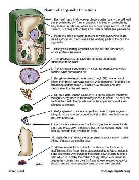 Learn about plants and plants cells through simple, fun activities on Exploringnature.org Cell Organelles Functions, Animal Cell Parts, Plant Cell Organelles, Cell Parts And Functions, Budgeting Worksheets Free, Plant Cell Structure, Biochemistry Notes, Animal Cells, Cell Parts