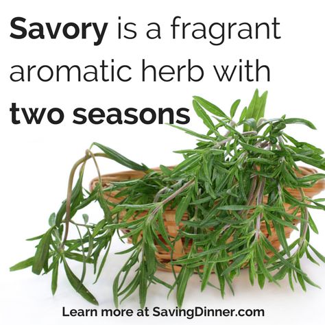 Summer Savory1 Timeless benefits of summer savory (Saving Dinner.com) Winter Savory Herb Recipes, Savory Herb Uses, Summer Savory Herb Recipes, Dinner Savory, Detox Herbs, Summer Savory, 17 Day Diet, Preserving Herbs, Herb Garden In Kitchen