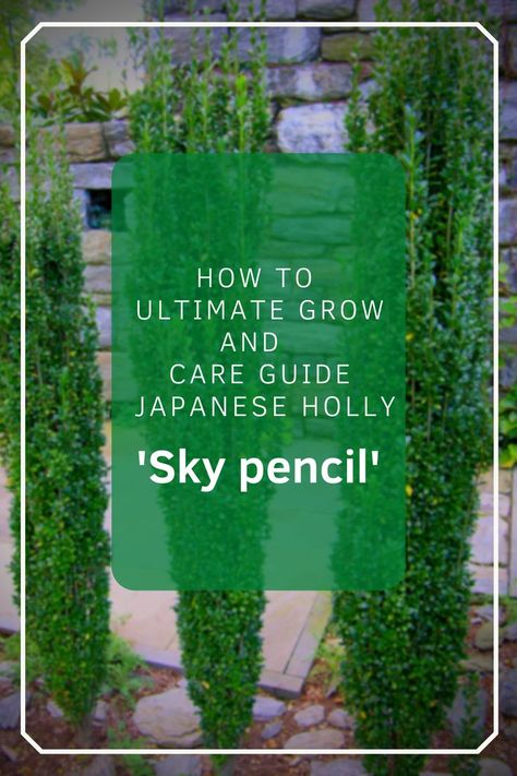 How to grow Javanese sky pencil holly Pencil Holly Landscaping, Sky Pencil Holly Landscaping, Holly Landscaping, Pencil Holly, Sky Pencil Holly, Pencil Plant, Ilex Crenata, Holly Shrub, Holly Plant