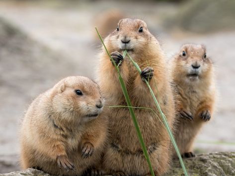 Research into black-tailed prairie dogs' communication could lead to a device that can decipher the language of domestic animals, dogs in particular. Swift Fox, Grassland Habitat, Prairie Dogs, Tattoo Nature, Animals Tattoo, Keystone Species, Animal Communication, Prairie Dog, Dog Pets