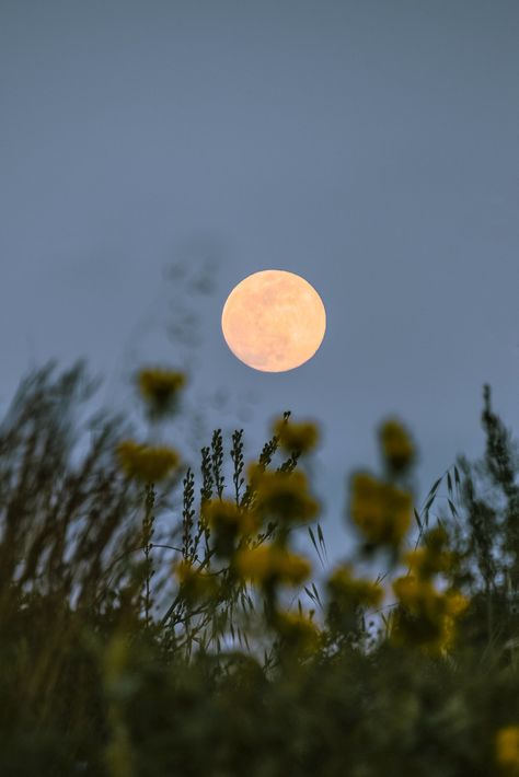 Spring Moon Aesthetic, Earth Vibes Aesthetic, Full Moon Aesthetic Photography, Flower Moon Aesthetic, Full Moon Photoshoot, Spring Night Aesthetic, Spring Equinox Aesthetic, Moonchild Aesthetic, Equinox Aesthetic