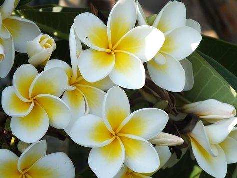 La Plumeria también conocida como Frangipani y Plumiera, presenta bellas flores de color crema. ¡Conoce sus cuidados y propagación! Fiori Frangipani, Homemade Ant Killer, Plumeria Tattoo, Plumeria Tree, Italian Flowers, Jasmine Plant, Plumeria Flowers, Jasmine Flower, Moon Garden