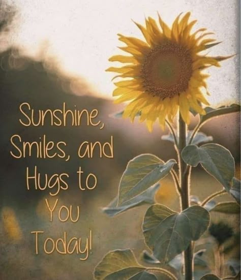 Sunny Day Quotes, Wednesday Blessings, Sunflower Quotes, Good Morning Sister, Thinking Of You Quotes, Happy Day Quotes, Hug Quotes, Good Morning Funny Pictures, Morning Sunshine Quotes