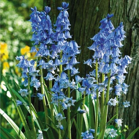 Spanish Bluebells, Green Spring, Green Garden, Spring Green, Spring Garden, Plants, Flowers, Green