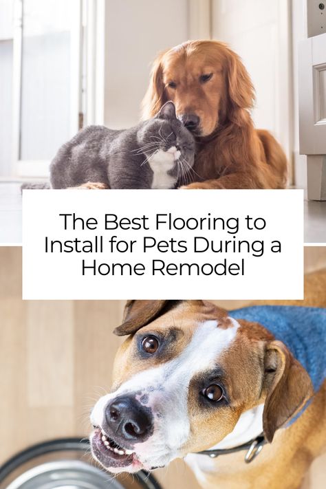 Remodeling your home with pets? Explore the best flooring to install during your project for aesthetically pleasing and durable results. Best Flooring For Dogs, Dog Friendly Flooring, Basement Addition, Pet Friendly Flooring, Best Flooring, Home Remodel, Engineered Hardwood Flooring, Rubber Flooring, Luxury Vinyl Flooring