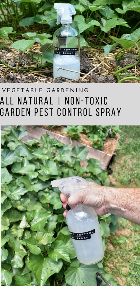 Garden Pest Control Spray - Rocky Hedge Farm #garden #gardening #gardenideas #gardeningtips #patiogarden #patiogardenideas #backyard #backyardgarden #backyardgardeningideas #flowergardening #fruitgarden Compost Diy, Garden Pest Spray, Pest Spray, Squash Bugs, Funny Vine, Garden Pest Control, Garden Types, Diy Gardening, Baby Tips