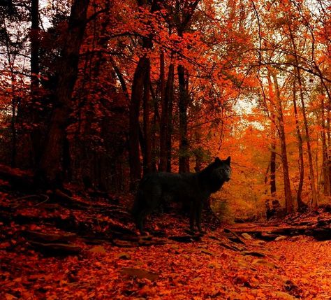 Black Wolf in the Fall Forest Black Wolves, Tattoo Wolf, Werewolf Aesthetic, Dark Forest Aesthetic, Wolf Love, Wolf Pictures, Call Of The Wild, Beautiful Wolves, Autumn Scenes