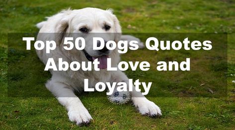 Explore the top 50 heartwarming quotes about love and loyalty for dogs, celebrating the special bond between humans and their canine companions. Dogs Love Quotes, Quotes About Dogs Love, Dogs And Humans Quotes, Dog Quotes Love Meaningful, Dog Quotes Love Meaningful Short, Dogs Love Quotes Heart Loyalty, Dog Companion Quotes, Dog Love Quotes Unconditional, Quotes About Dogs Being Best Friends