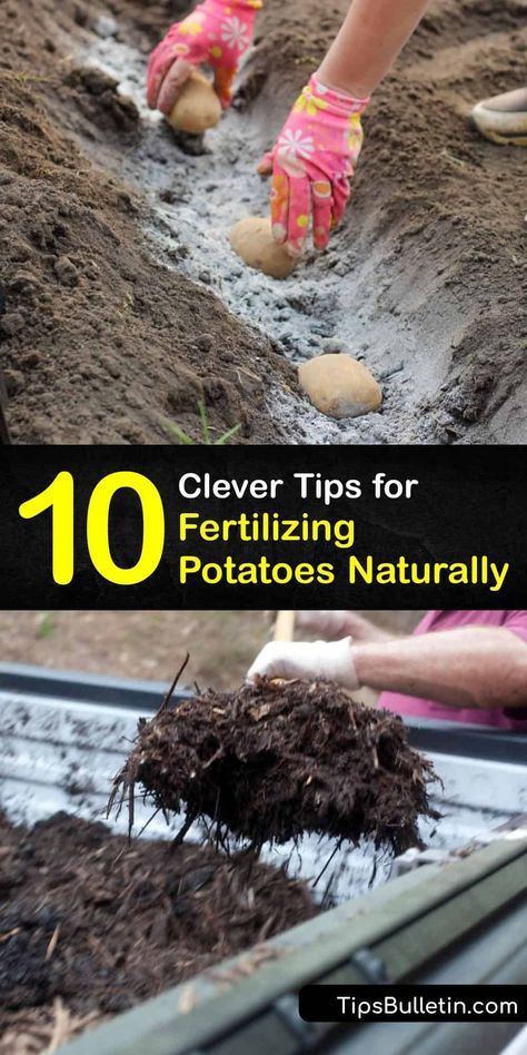 Organic Fertilizer For Vegetables, Planting Seed Potatoes, Organic Fertilizers, Potato Gardening, Brown Hairstyles, Tattoo Plant, Planting Potatoes, Vegetable Garden Diy, Fall Garden Vegetables