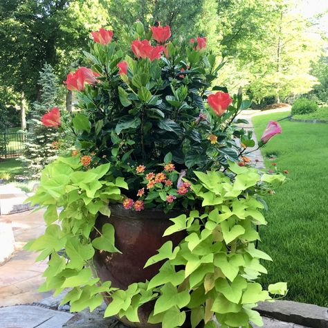 Potted Plants Full Sun, Full Sun Planters, Plants For Planters, Full Sun Container Plants, Front Porch Plants, Summer Planter, Porch Plants, Flower Containers, Gardens Flowers