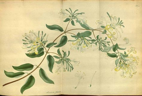 Japanese Honeysuckle - Lonicera japonica - circa 1810 Honeysuckle Vine Tattoo, Honeysuckle Meaning, Honeysuckle Tattoo Simple, Honeysuckle Tattoo, Honeysuckle Cottage, Vine Drawing, Plant Illustrations, Honeysuckle Vine, Honeysuckle Flower