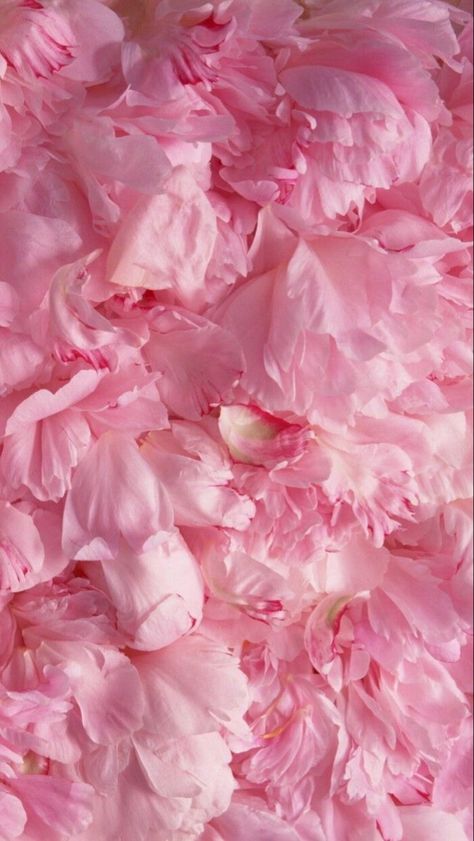 Peony Wallpaper, Trendy Wallpaper, Nature Plants, Samsung Wallpaper, Everything Pink, Pink Princess, Photography Backdrop, Pink Wallpaper, Pink Aesthetic