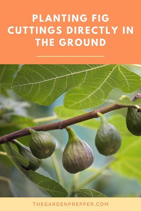 planting fig cuttings directly in the ground Fig Varieties, Types Of Fruit, Root Growth, Weather And Climate, Growing Fruit, Fig Tree, Tropical Fruit, Fruit Trees, Gardening Tips