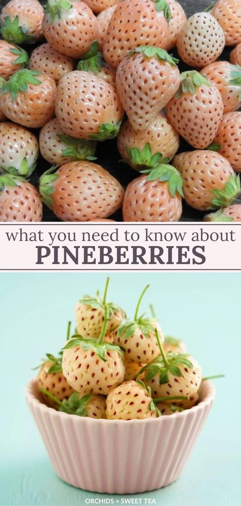 Ever been curious about those white strawberries? They're actually called pineberries! They're pretty unique, from their looks to their taste. Dive in and find out all about this fascinating fruit! | pineberries recipe | what are pine berries | pine berry fruit | pine berry recipes | unique fruits Fruit Garden Ideas, Pineapple Growing, Grow Berries, White Strawberries, Types Of Strawberries, Everbearing Strawberries, Strawberry Varieties, Citrus Smoothie, Alpine Strawberries